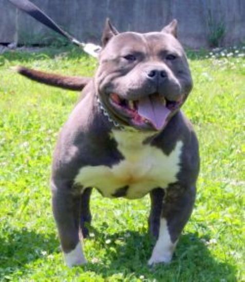 Dog Featured Image