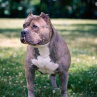 DEB PRADA OF SILVERBACKBULLYZ