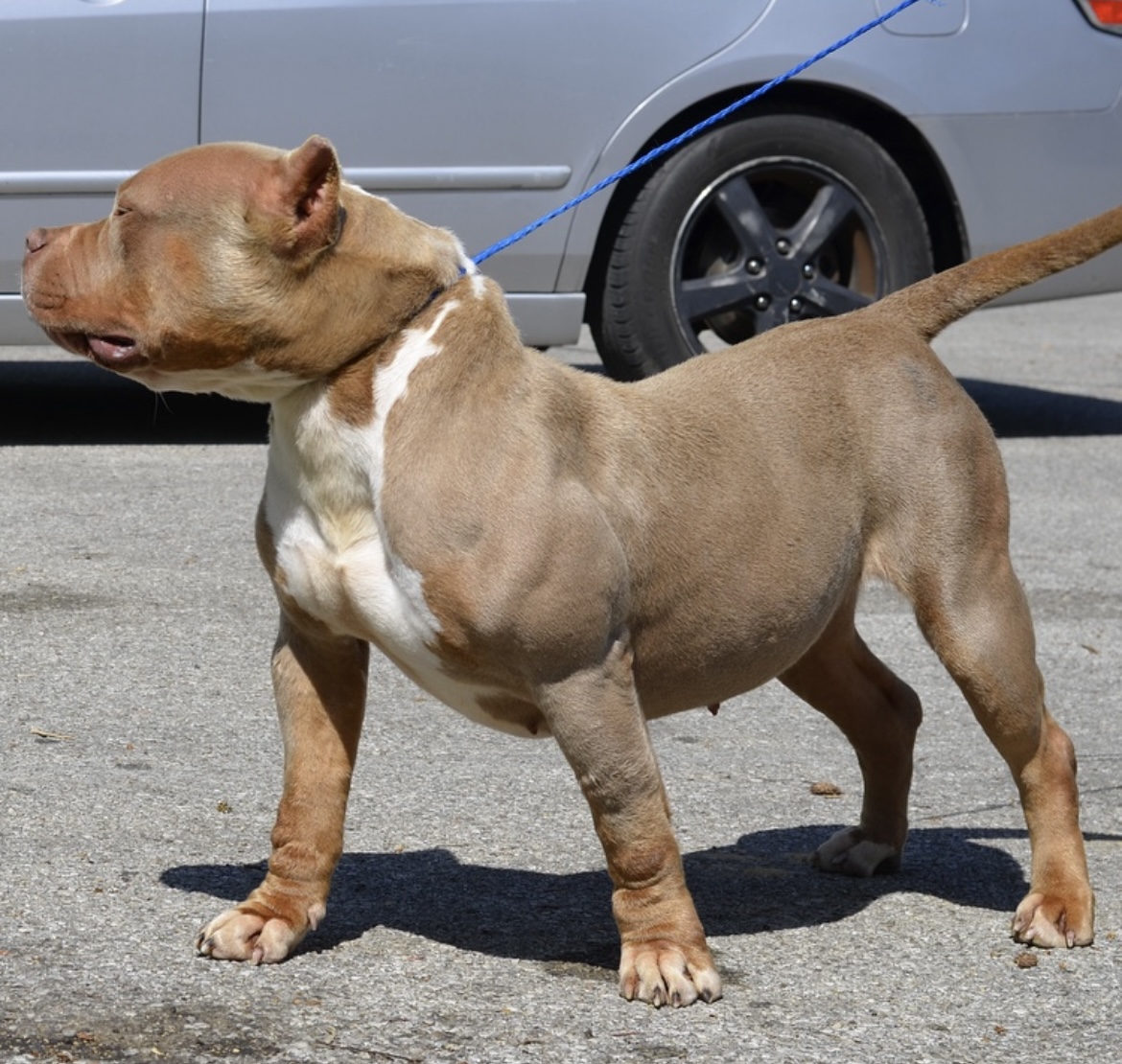Dog Featured Image