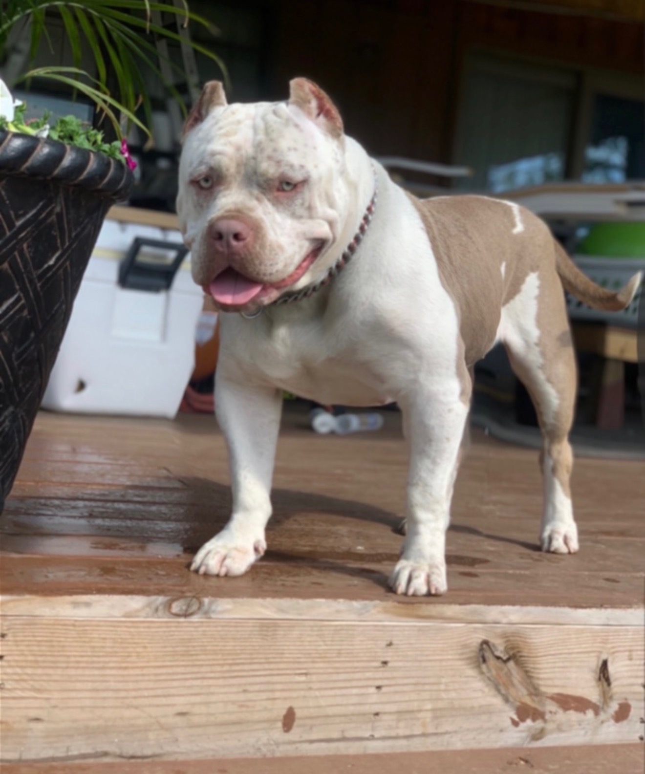 Dog Featured Image