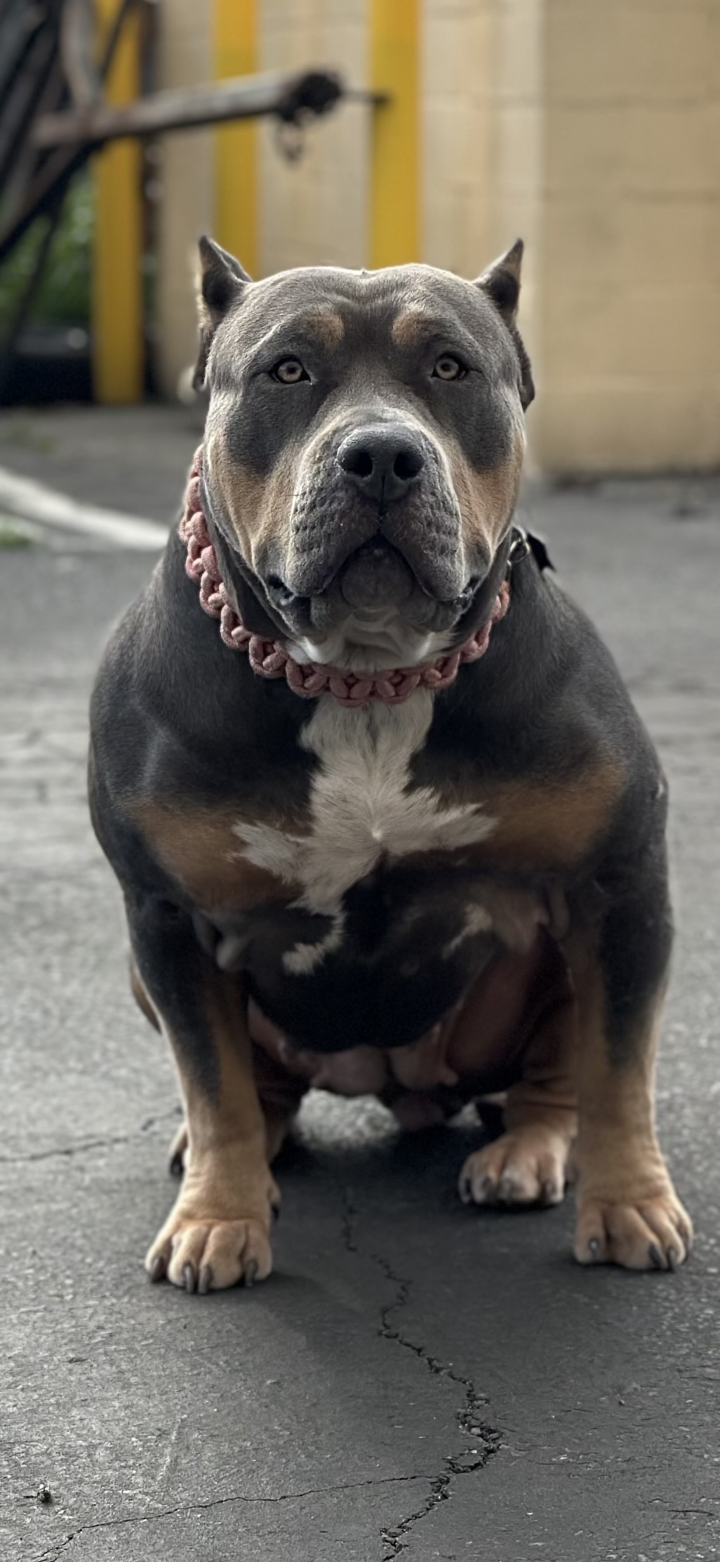 Dog Featured Image
