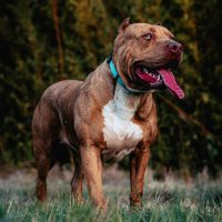 Dog Featured Image