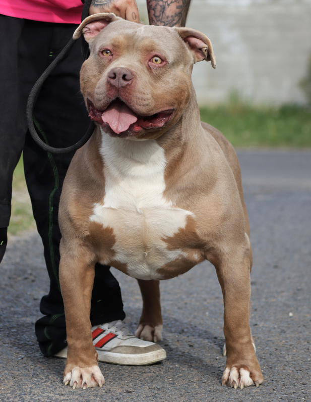 Dog Featured Image