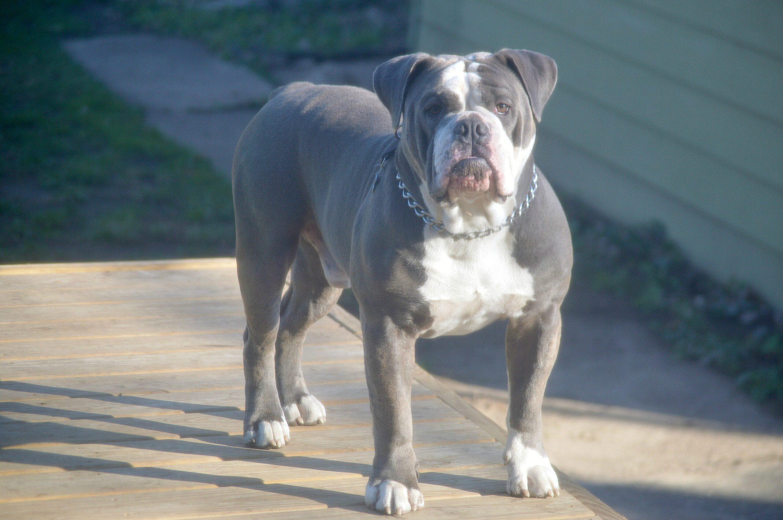 Dog Featured Image