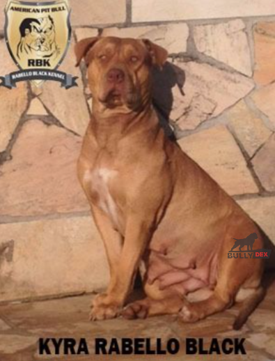Dog Featured Image