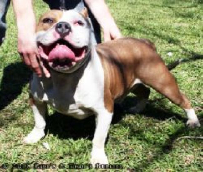 Dog Featured Image