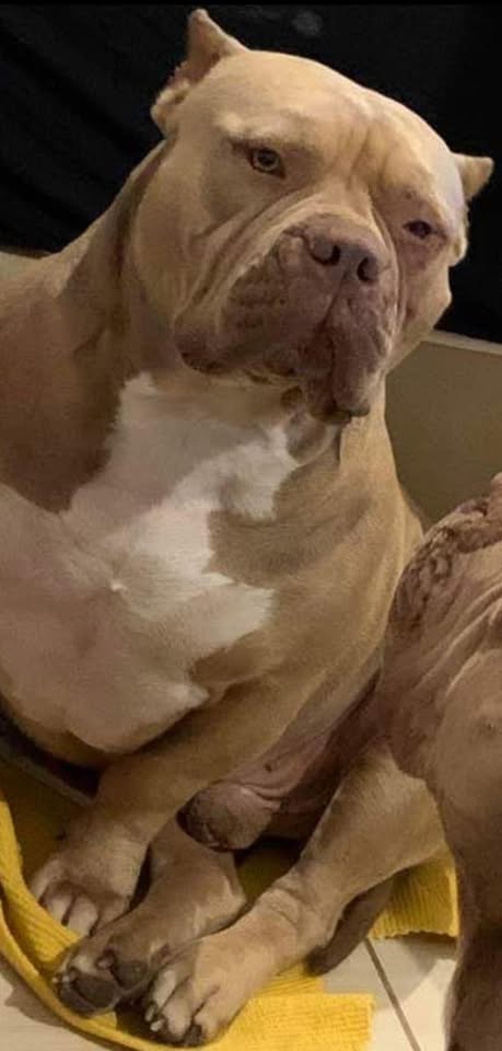 Dog Featured Image