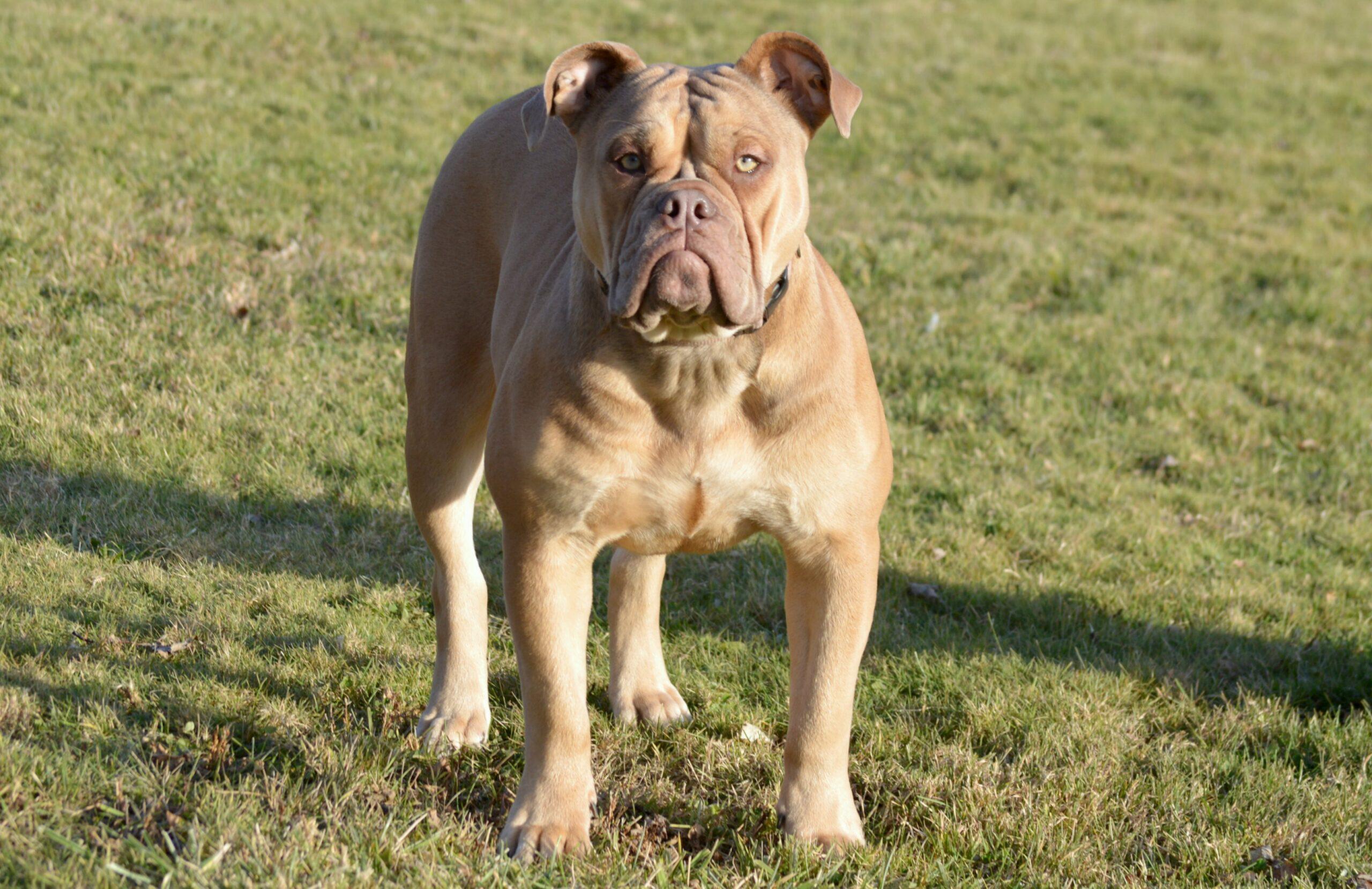 Dog Featured Image