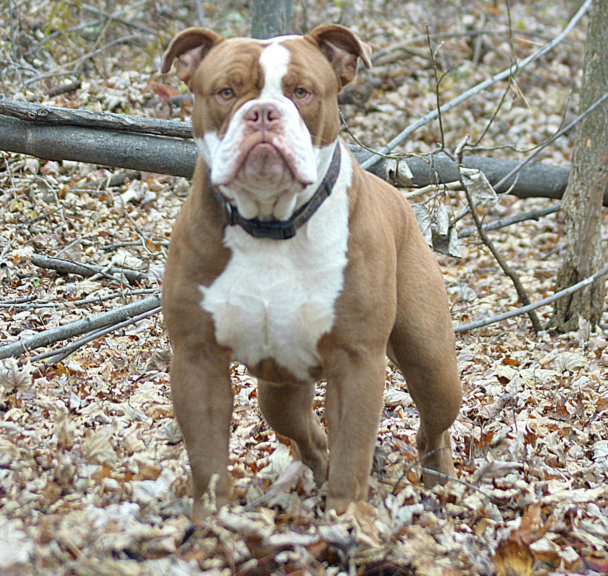 Dog Featured Image