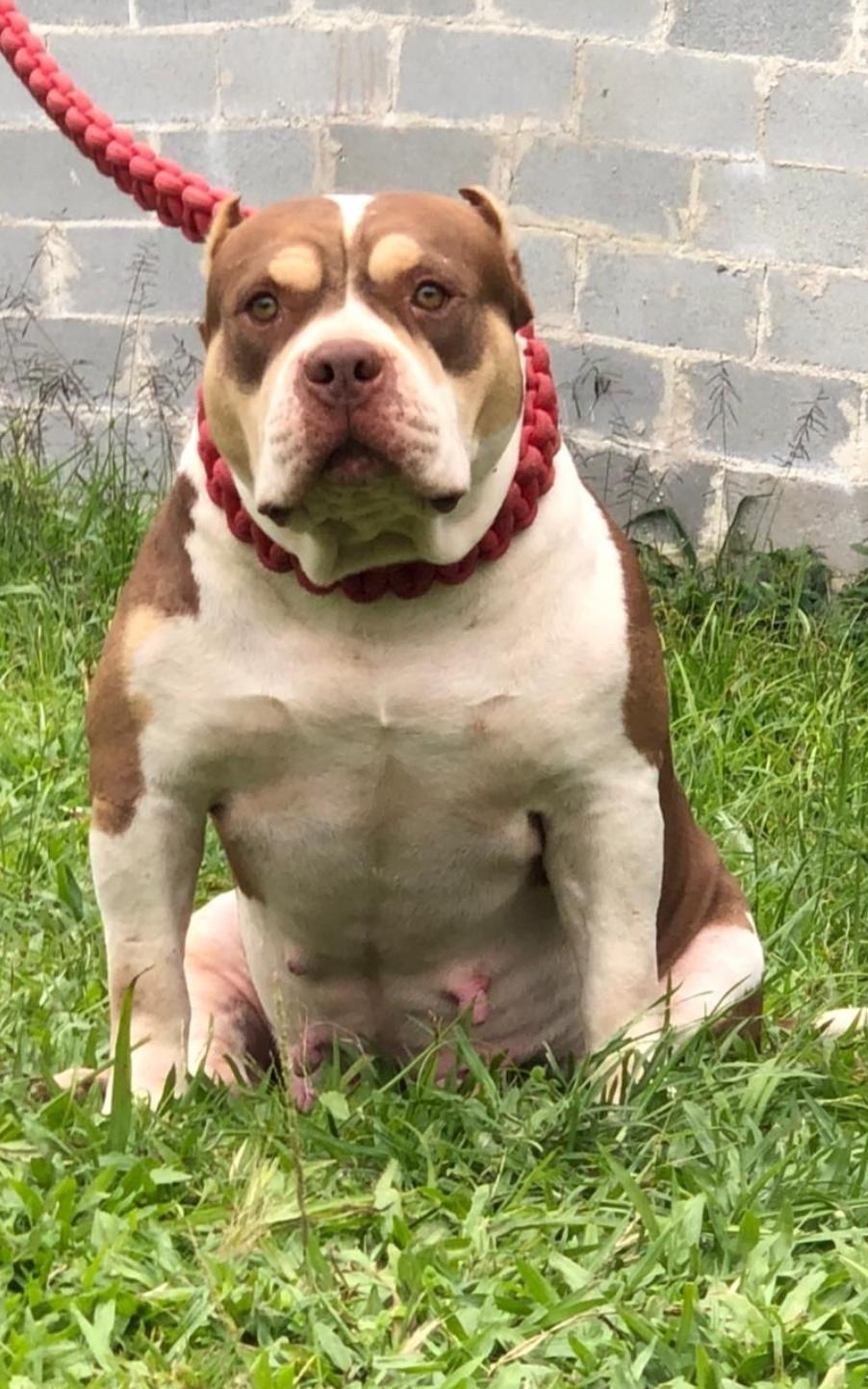 Dog Featured Image