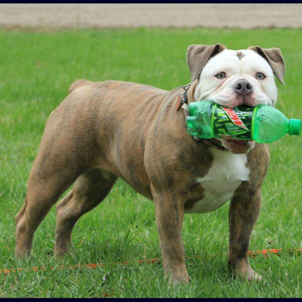 Dog Featured Image