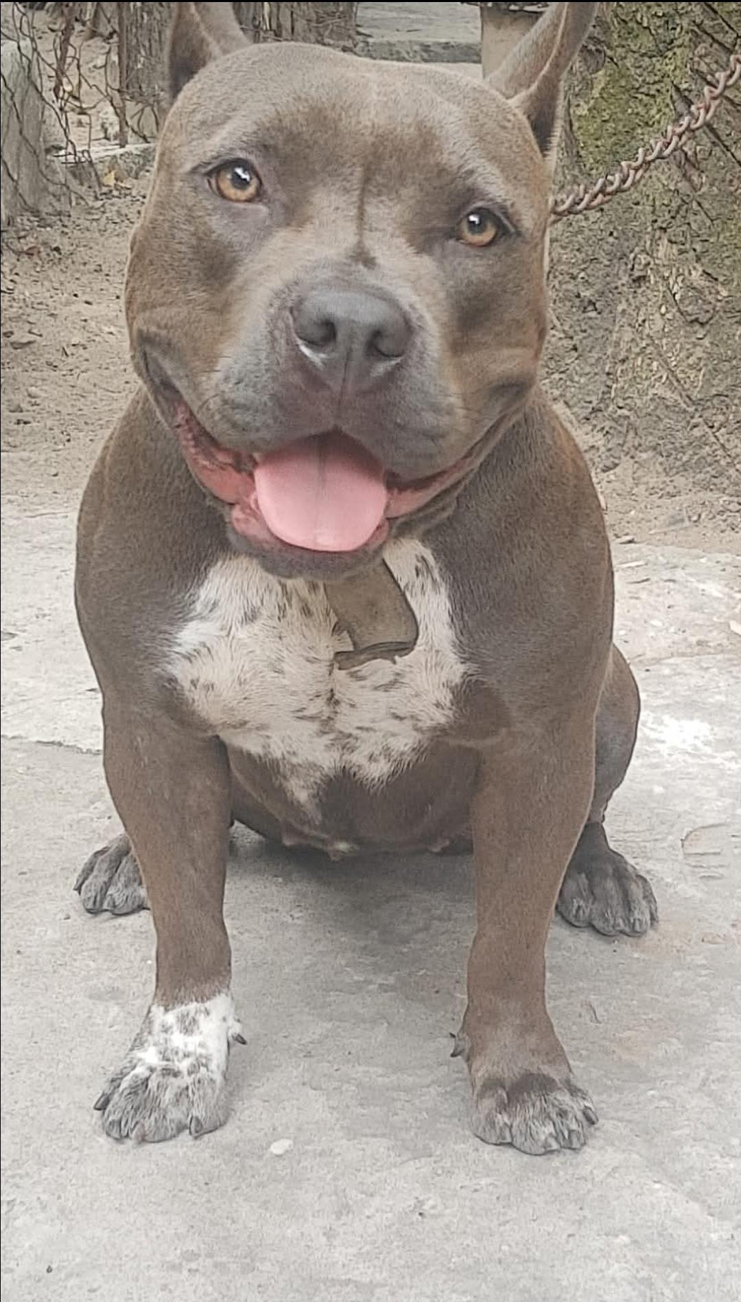 Dog Featured Image