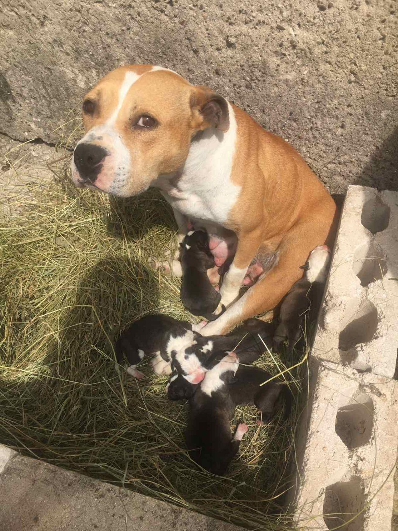 Dog Featured Image