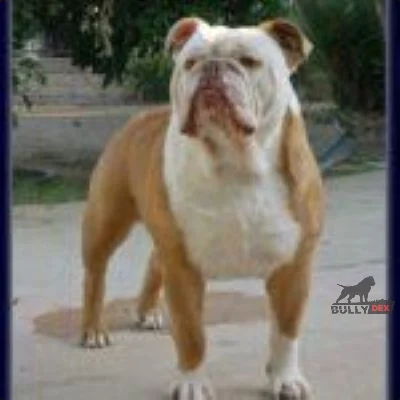 Dog Featured Image