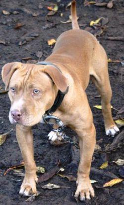 Dog Featured Image