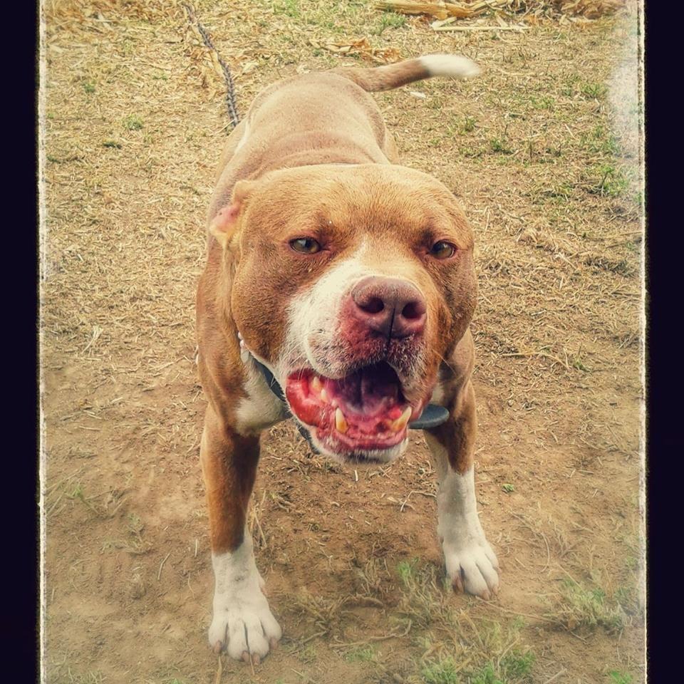 Dog Featured Image