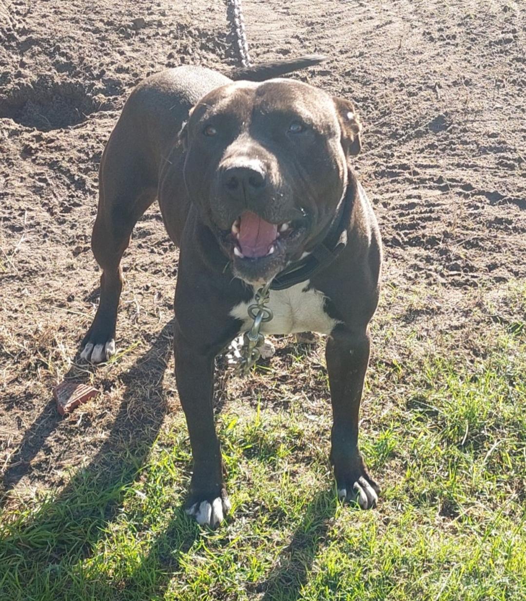 Dog Featured Image