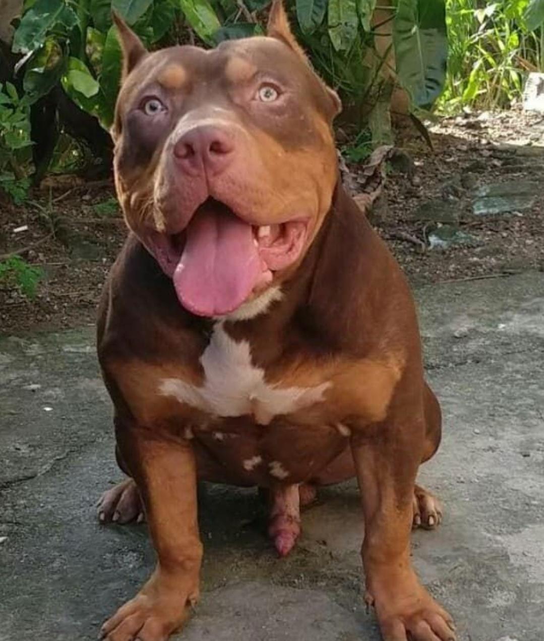 Dog Featured Image