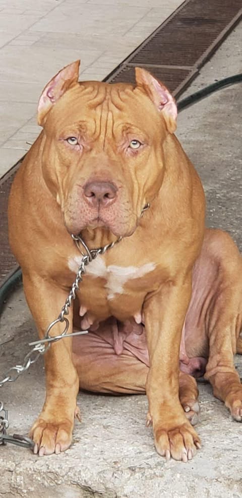 Dog Featured Image