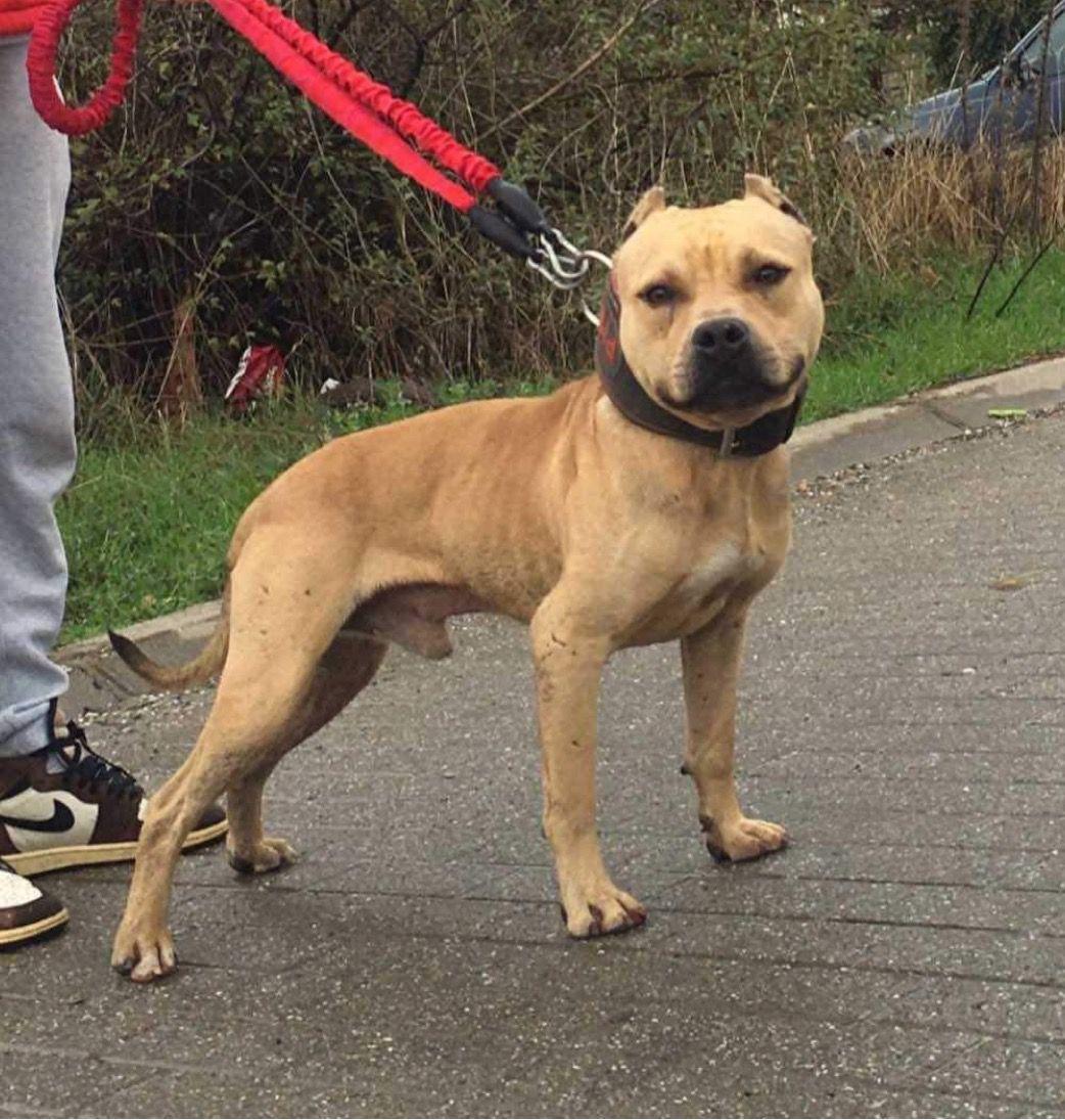 Dog Featured Image