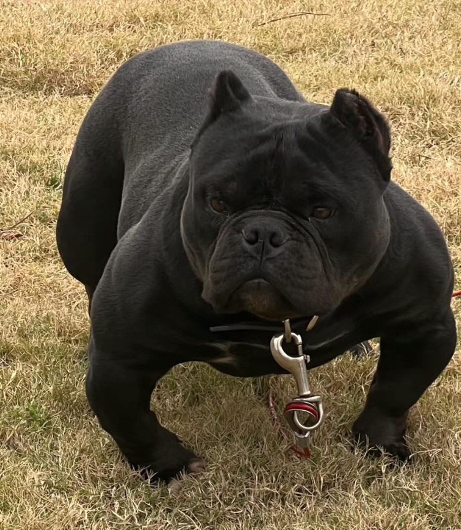 Dog Featured Image