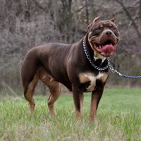 TBB Reeces of Spruce Bully Kennels