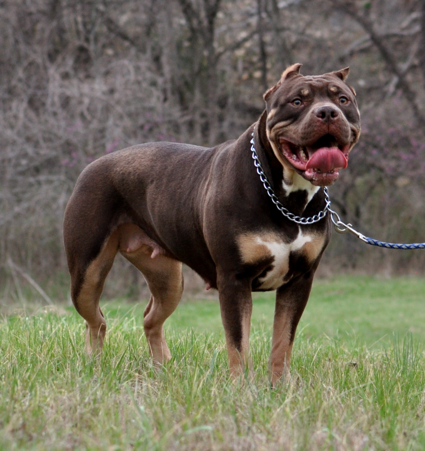 Dog Featured Image