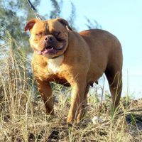 SUNSHINE BULLS CACAU