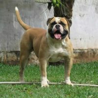SUNSHINE BULLS THOR