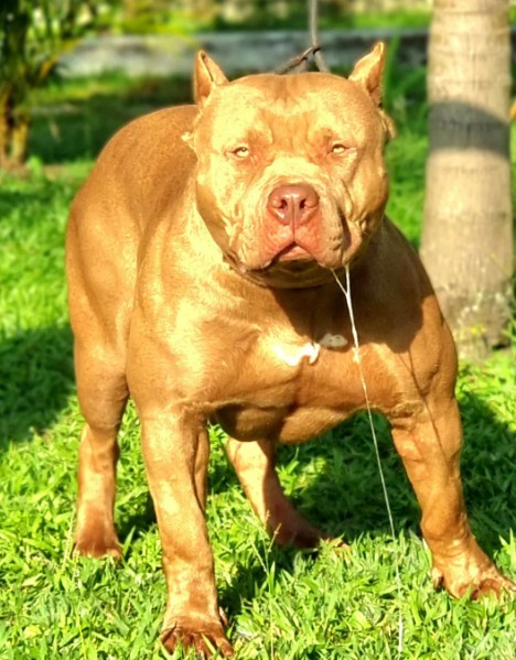 Dog Featured Image