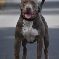 Lilac City Bullies Draxx of Wheatland Bullies