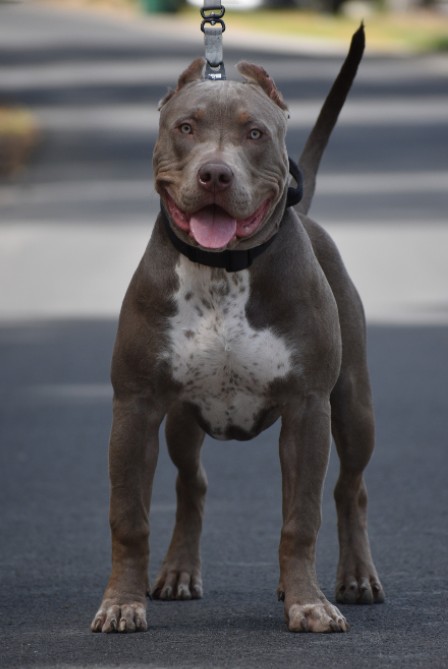 Dog Featured Image
