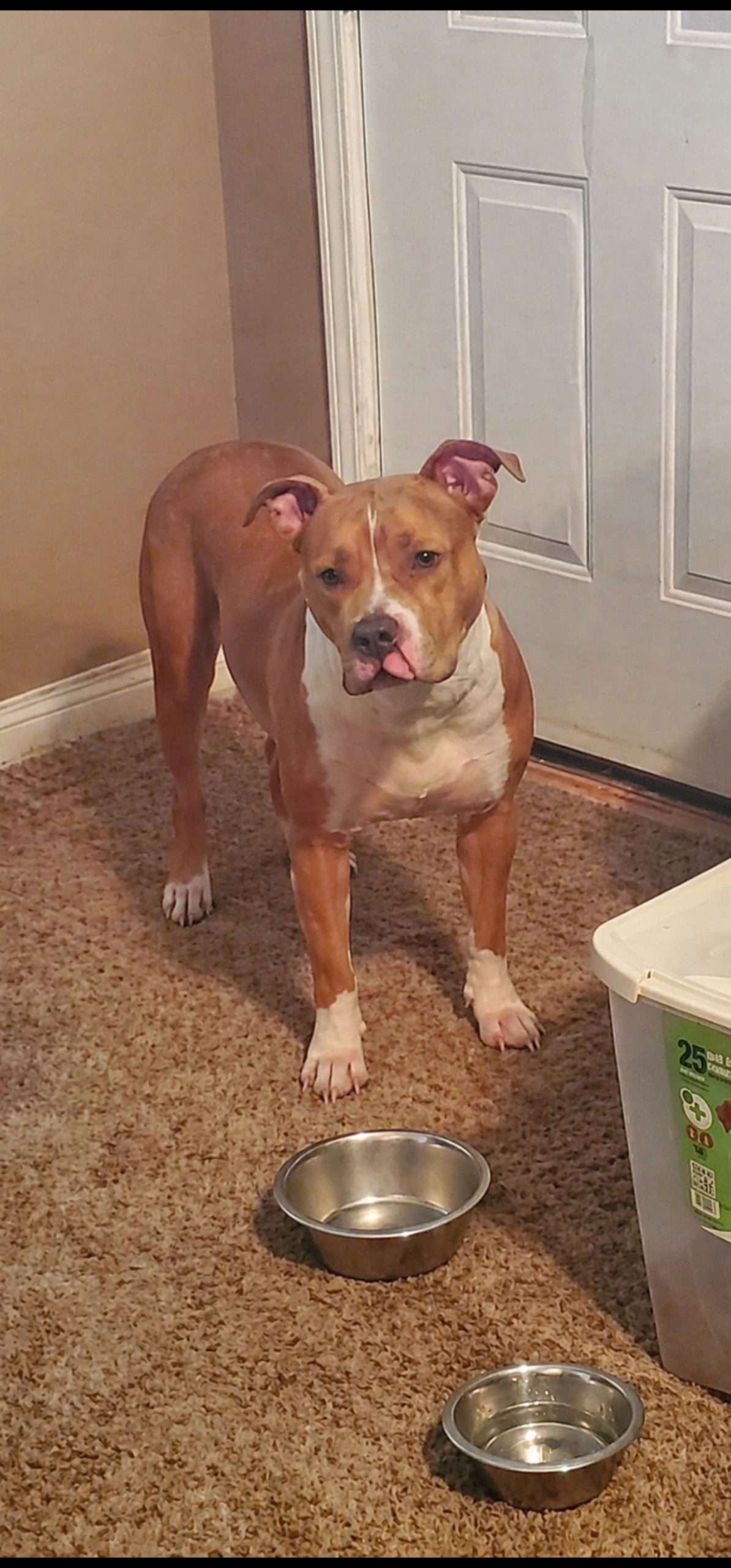 Dog Featured Image