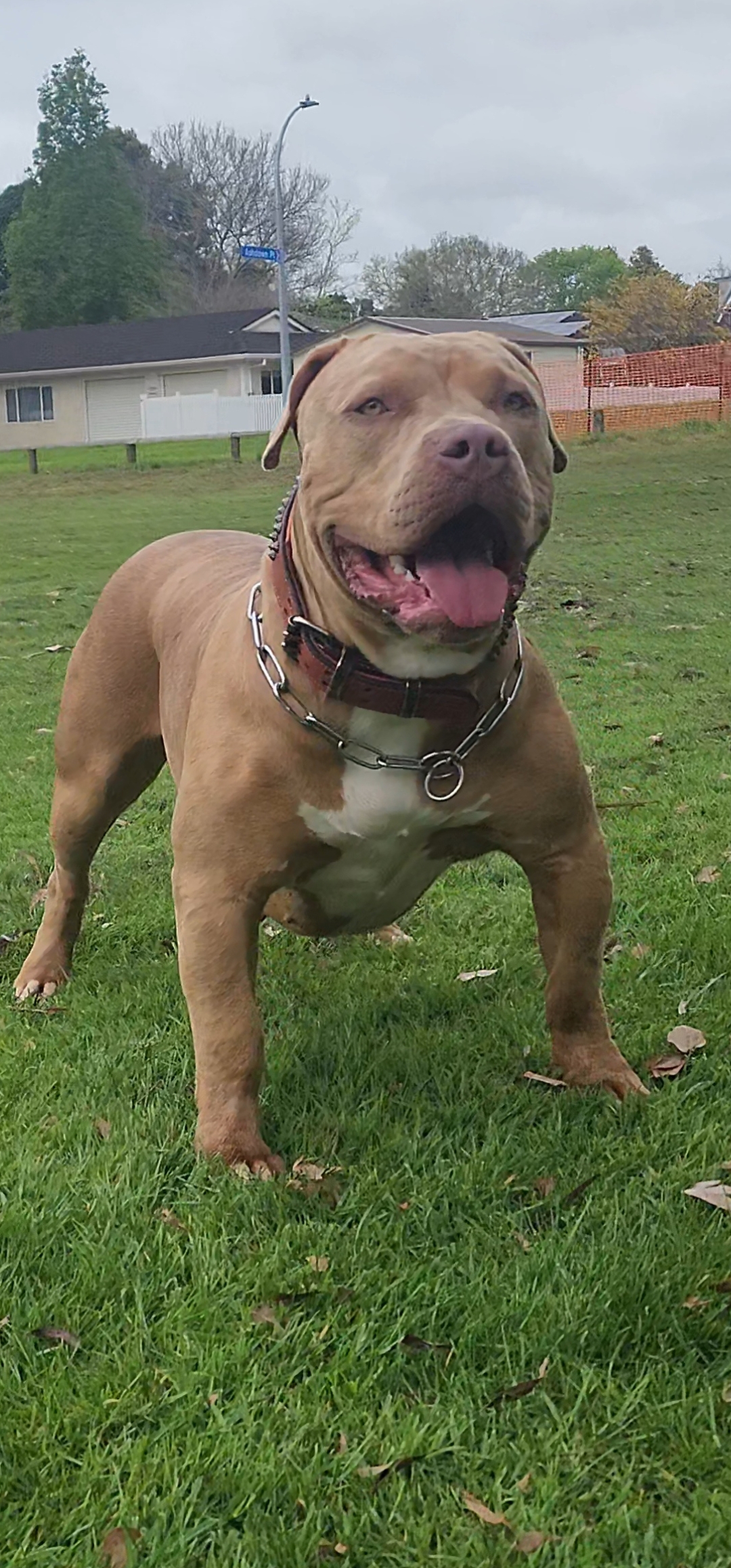 Dog Featured Image