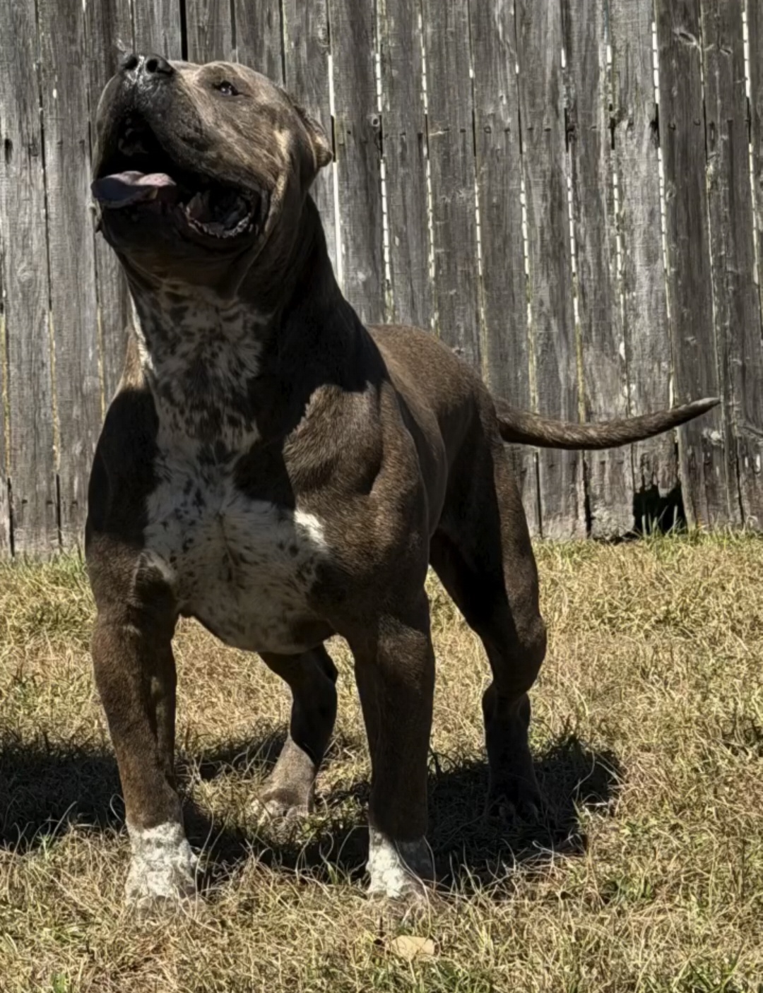 Dog Featured Image