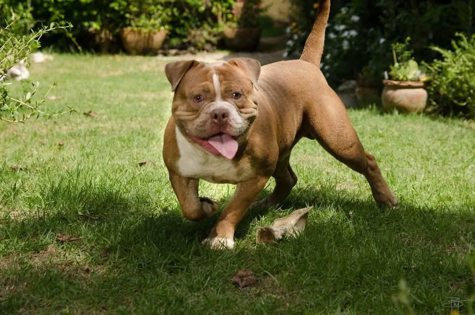 Dog Featured Image