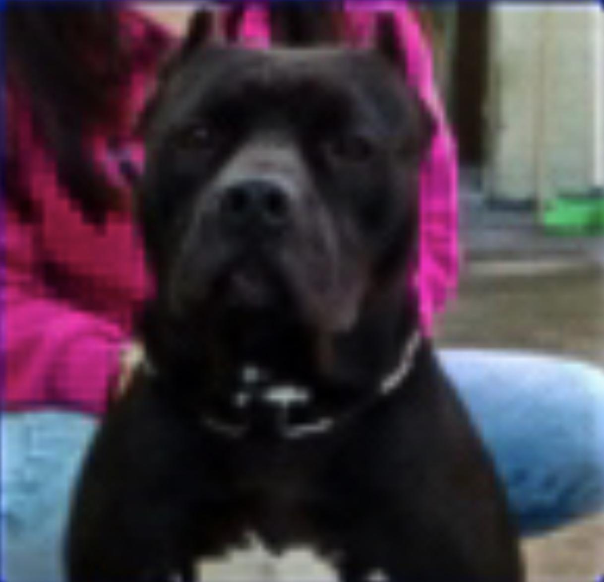 Dog Featured Image