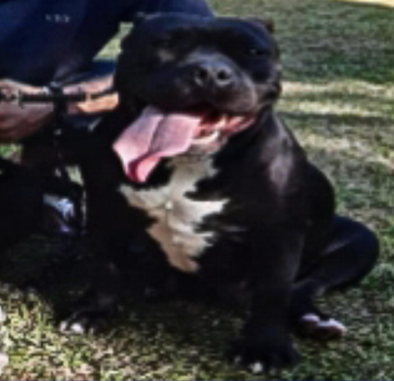 Dog Featured Image
