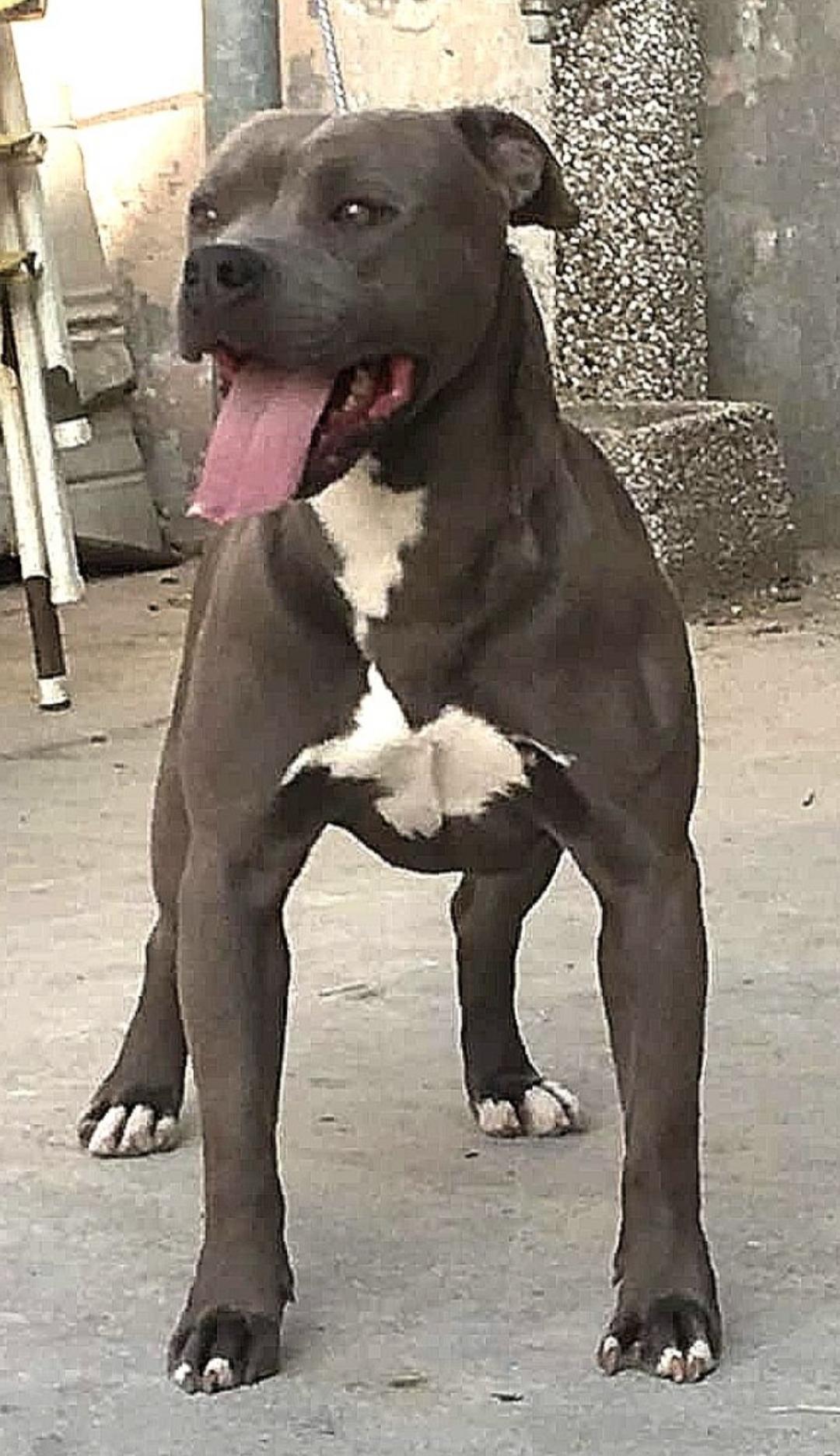 Dog Featured Image