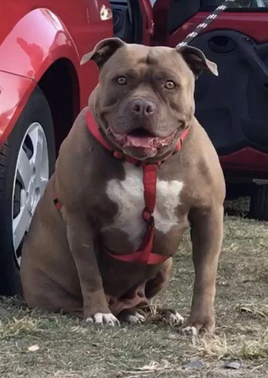 Dog Featured Image