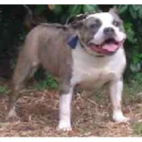Bull Nation’s Flossy