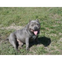 215 Gottiline Photobucket