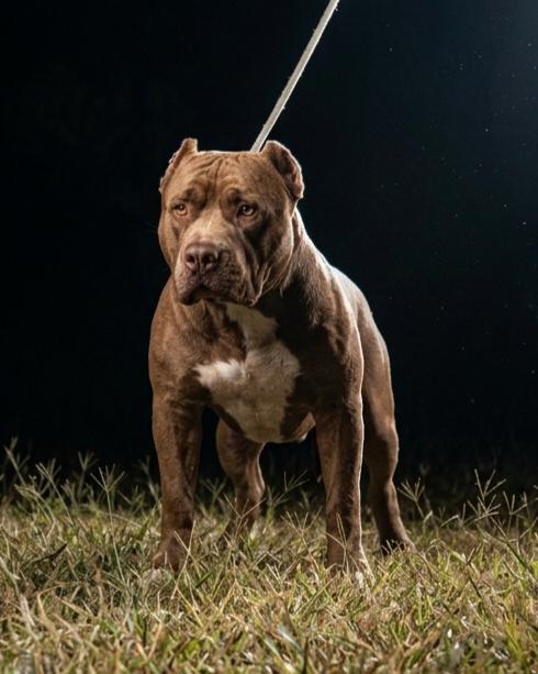Dog Featured Image