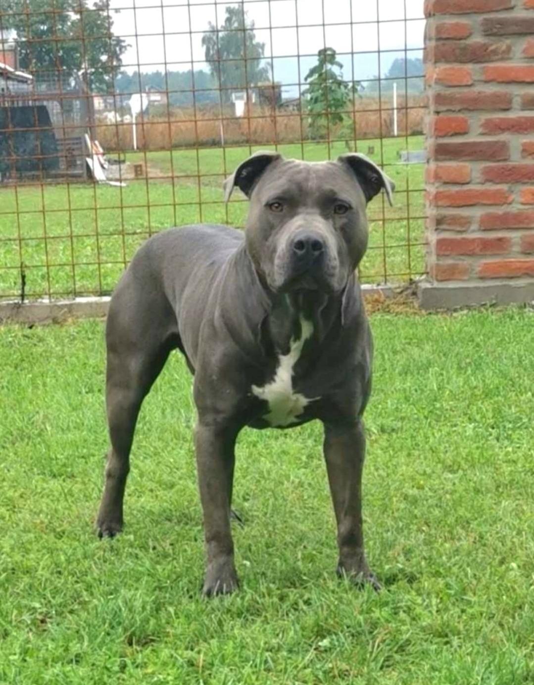 Dog Featured Image