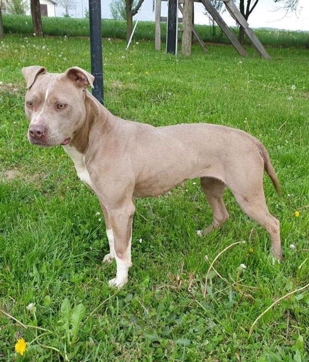 Dog Featured Image