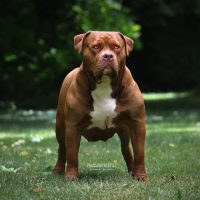 PARASIEMPREBULLS MAPLE