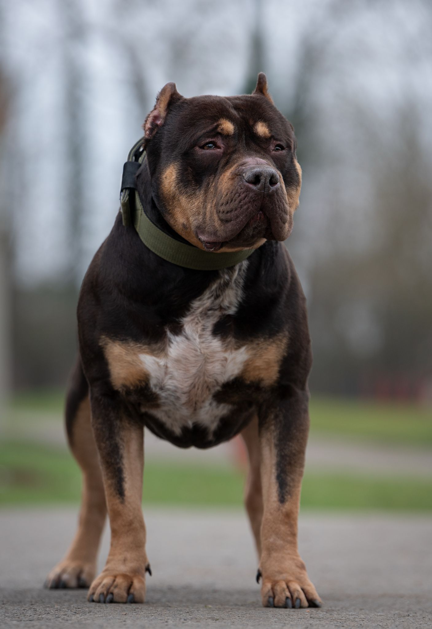 Dog Featured Image
