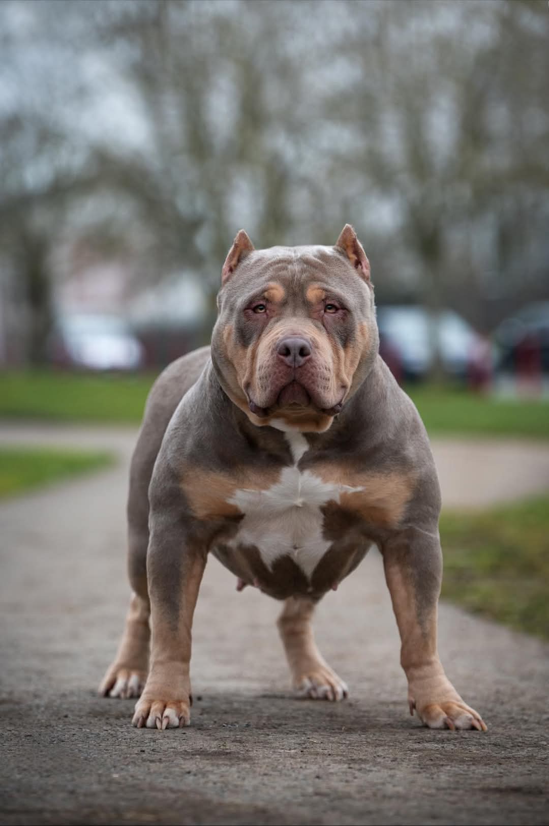 Dog Featured Image
