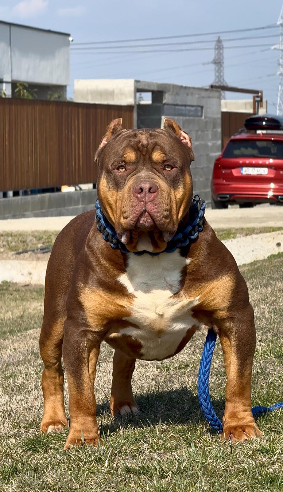 Dog Featured Image