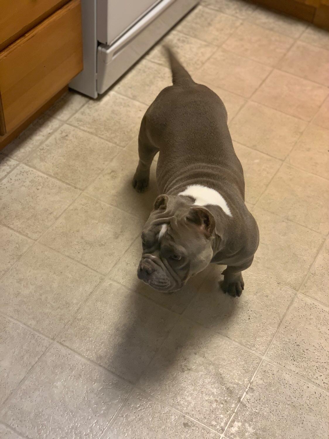 Dog Featured Image